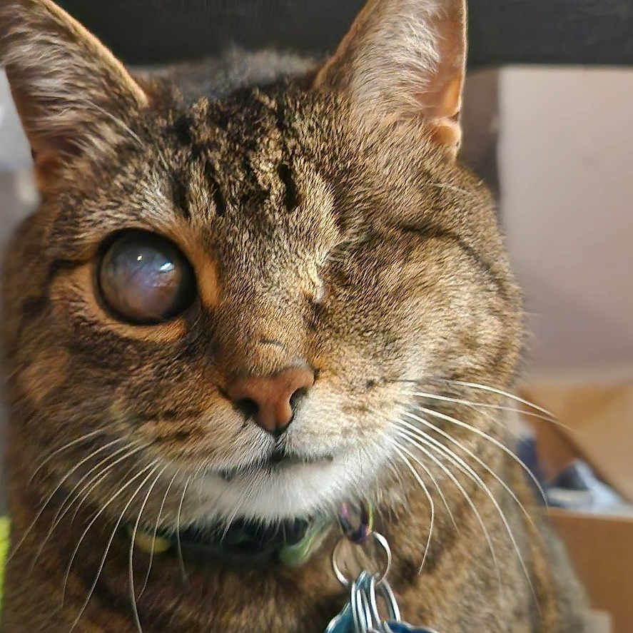 Bucky is registered to the contest to win money with this photo: animal, brown, cat, close-up, collar, cute, domestic_cat, eye, face, feline, fur, indoor, one-eyed, pet, portrait, sitting, striped, tabby, tags, whiskers