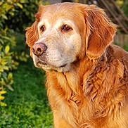 Griotte a rejoint le concours — aidez-le/la à gagner de superbes lots ! animal, background, canine, closeup, dog, ears, fur, garden, golden_retriever, grass, greenery, muzzle, nature, nostrils, outdoor, peaceful, pet, portrait, sunlight, whiskers