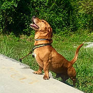 Hades is registered to the contest to win money with this photo: dog, brown_dog, outdoor, grass, greenery, sunlight, collar, leash, concrete, happy, pet, animal, canine, side_view, nature, smiling, tail_up, daylight, mammal, standing