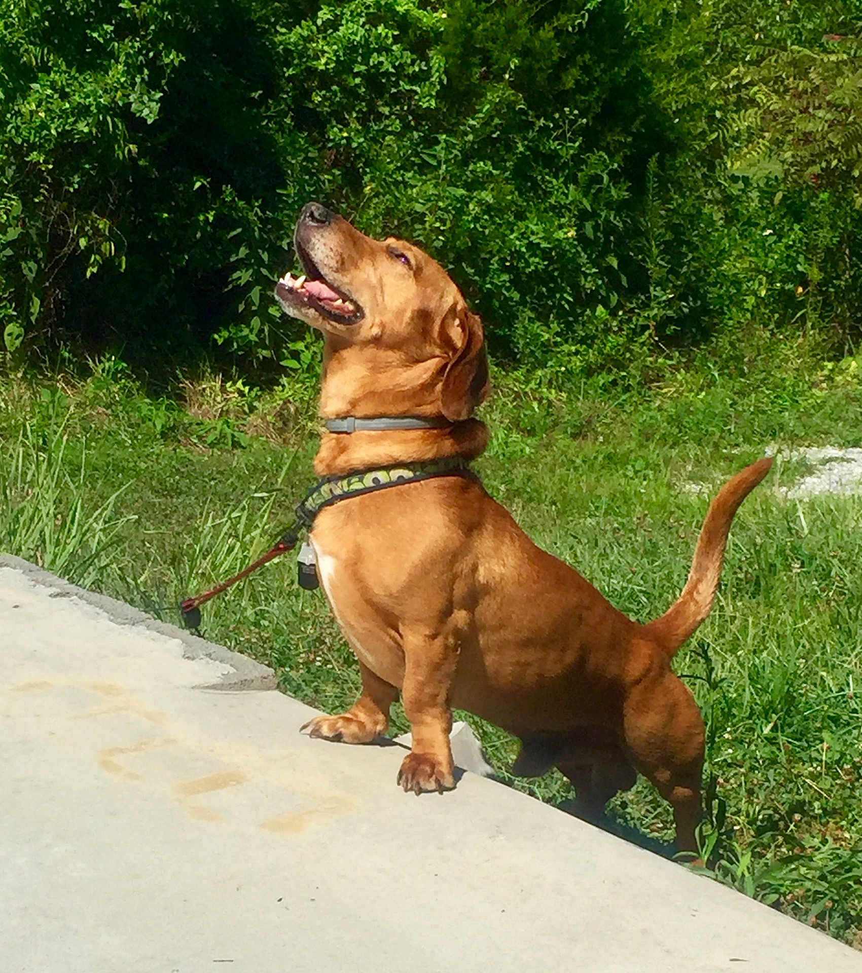 Hades is registered to the contest to win money with this photo: dog, brown_dog, outdoor, grass, greenery, sunlight, collar, leash, concrete, happy, pet, animal, canine, side_view, nature, smiling, tail_up, daylight, mammal, standing