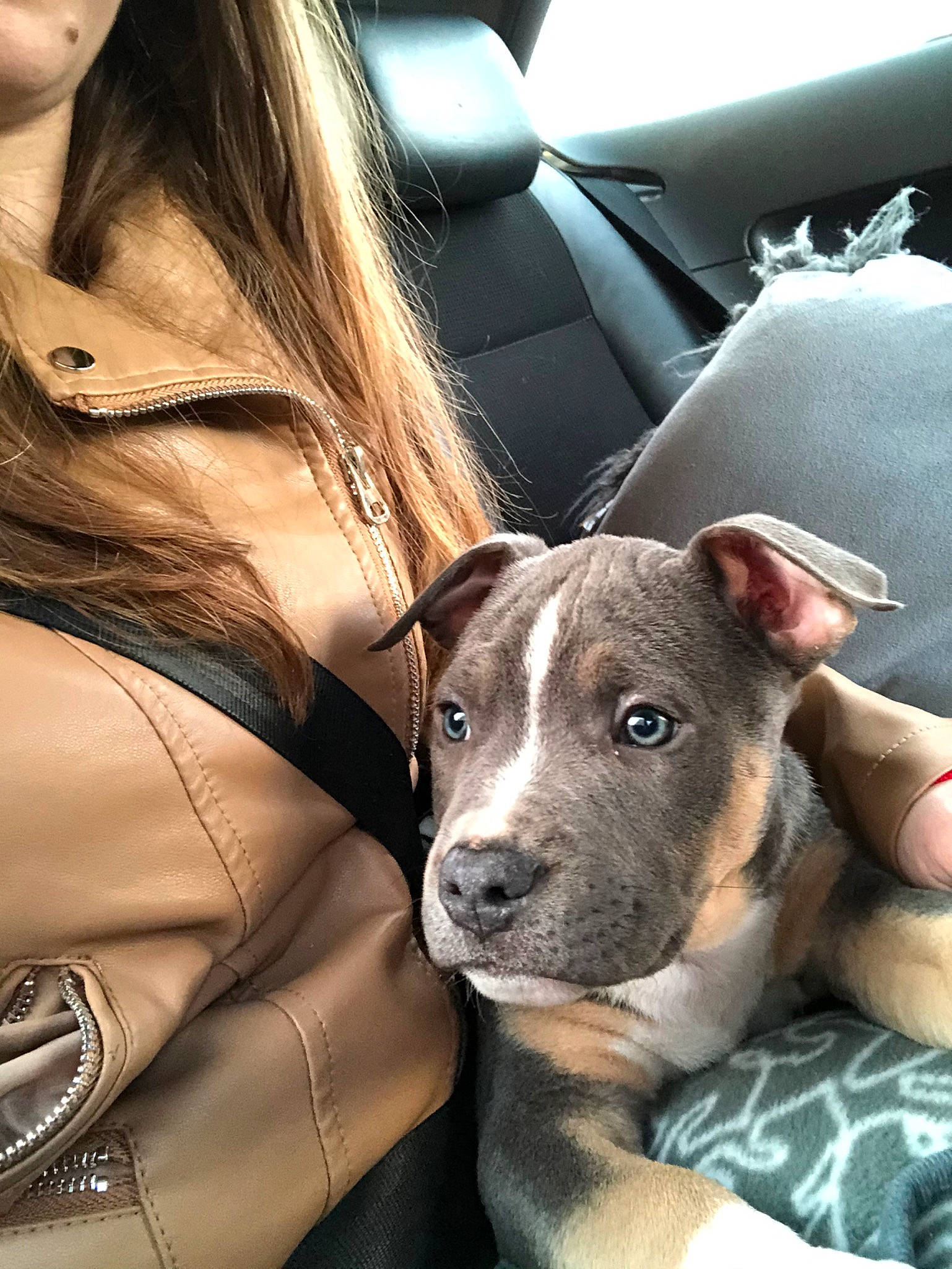 Phoenix a rejoint le concours — aidez-le/la à gagner de superbes lots ! american_pit_bull_terrier, american_staffordshire_terrier, canidae, carnivore, companion_dog, dog, dog_breed, ear, fawn, mammal, non_sporting_group, pit_bull, puppy, puppy_love, snout, sporting_group, staffordshire_bull_terrier, terrier