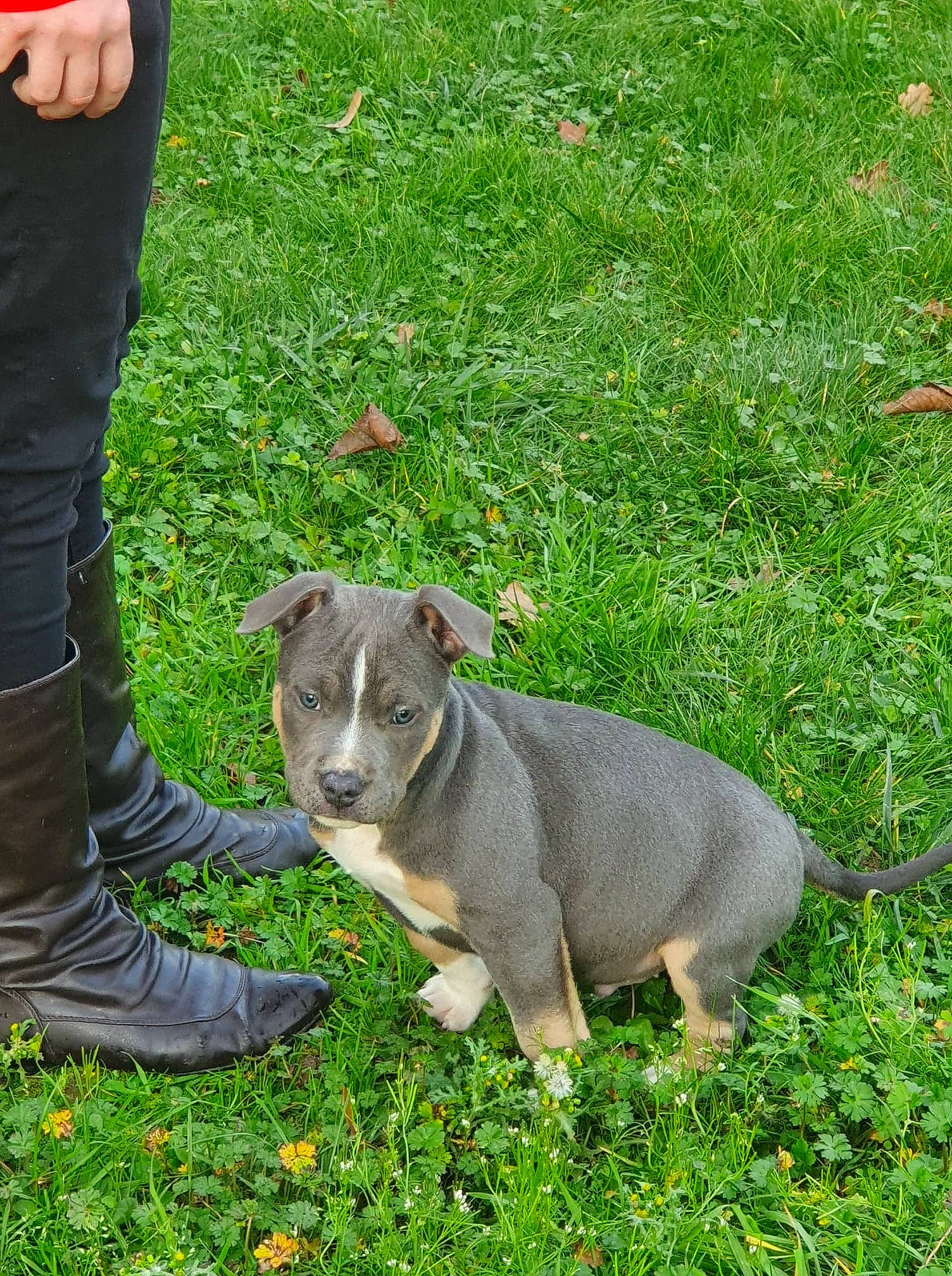 Phoenix participe au concours pour gagner de l'argent avec cette photo : american_pit_bull_terrier, american_staffordshire_terrier, canidae, carnivore, companion_dog, dog, dog_breed, fawn, grass, mammal, non_sporting_group, pit_bull, plant, puppy, snout, sporting_group, terrier, vertebrate