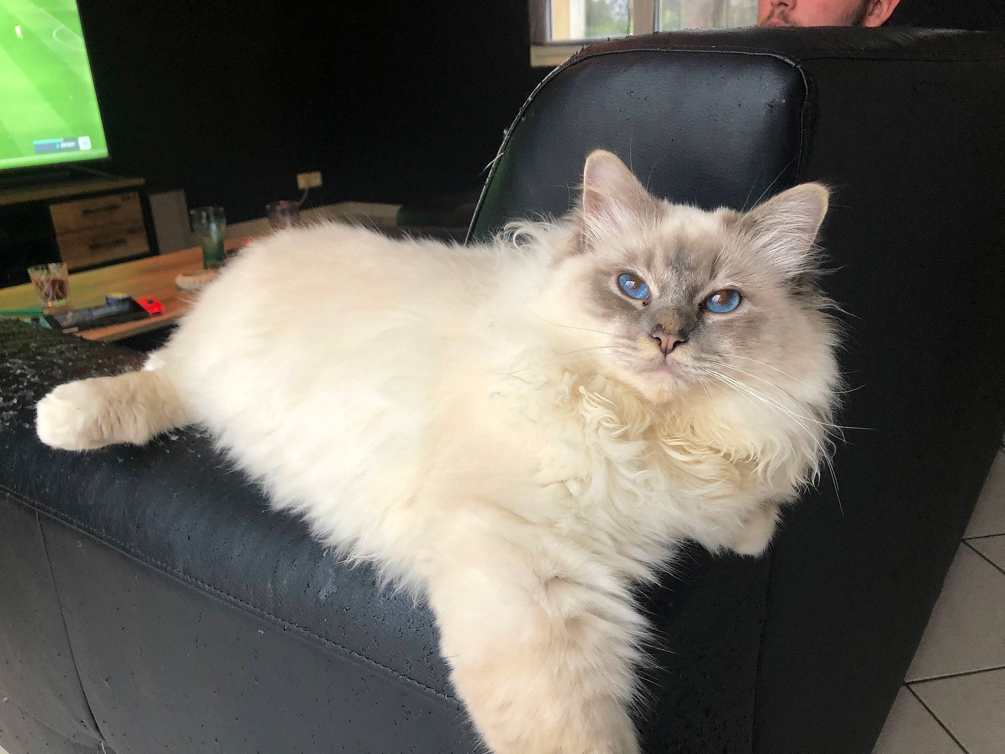 Punky participe au concours pour gagner de l'argent avec cette photo : asian_semi_longhair, balinese, birman, british_semi_longhair, carnivore, cat, domestic_long_haired_cat, eye, felidae, fur, himalayan, iris, mammal, ojos_azules, ragamuffin, ragdoll, small_to_medium_sized_cats, tonkinese, vertebrate, whiskers