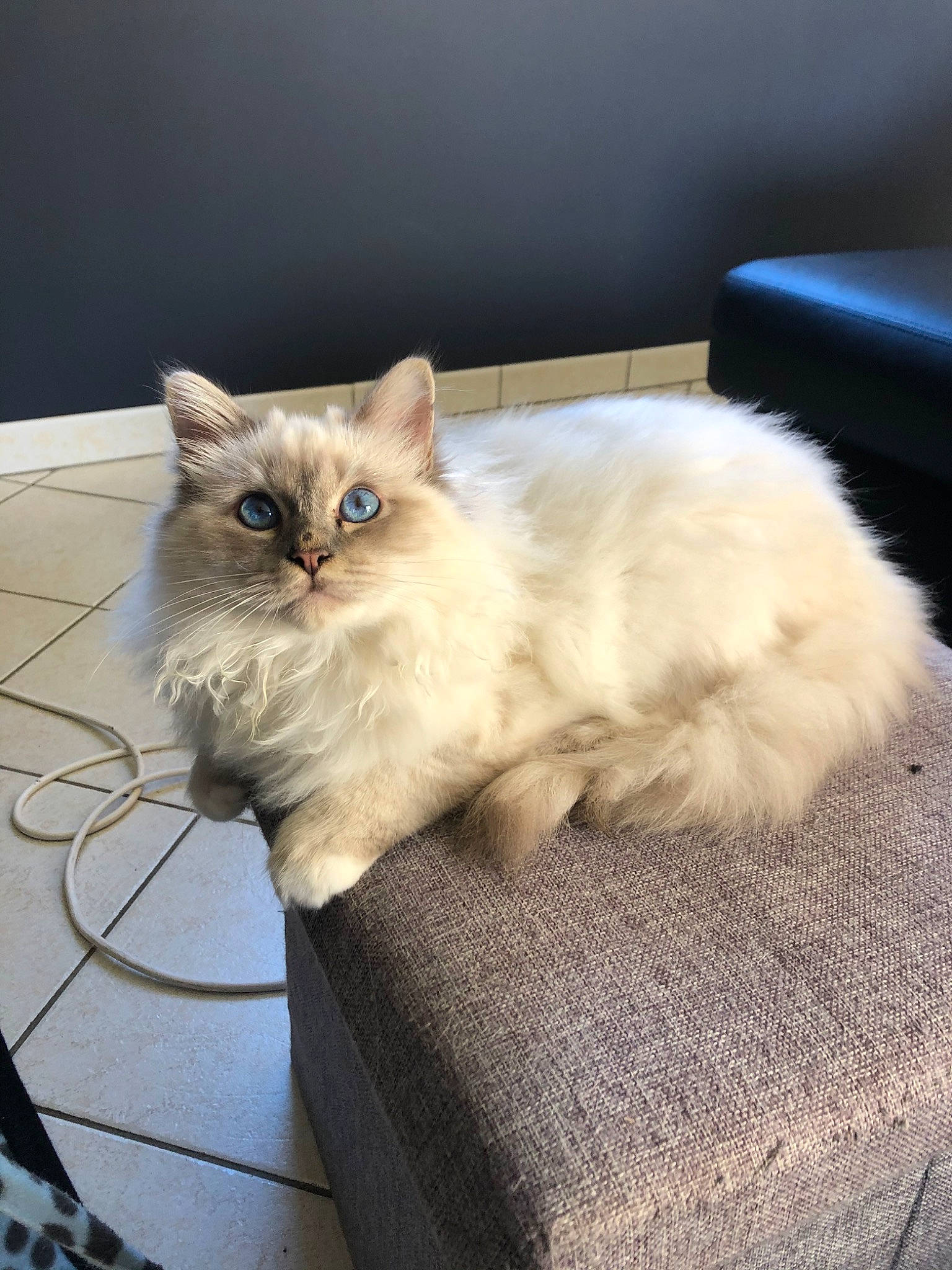 Punky a rejoint le concours — aidez-le/la à gagner de superbes lots ! american_curl, asian, asian_semi_longhair, birman, british_semi_longhair, carnivore, cat, cymric, domestic_long_haired_cat, fawn, felidae, fur, kitten, mammal, persian, ragamuffin, ragdoll, small_to_medium_sized_cats, vertebrate, whiskers