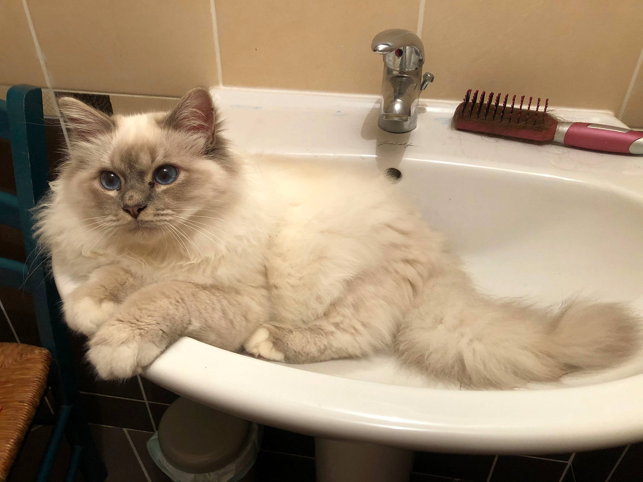 Punky participe au concours pour gagner de l'argent avec cette photo : asian_semi_longhair, balinese, birman, british_semi_longhair, carnivore, cat, domestic_long_haired_cat, fawn, felidae, himalayan, iris, kitten, mammal, napoleon_cat, ragamuffin, ragdoll, siberian, small_to_medium_sized_cats, vertebrate, whiskers