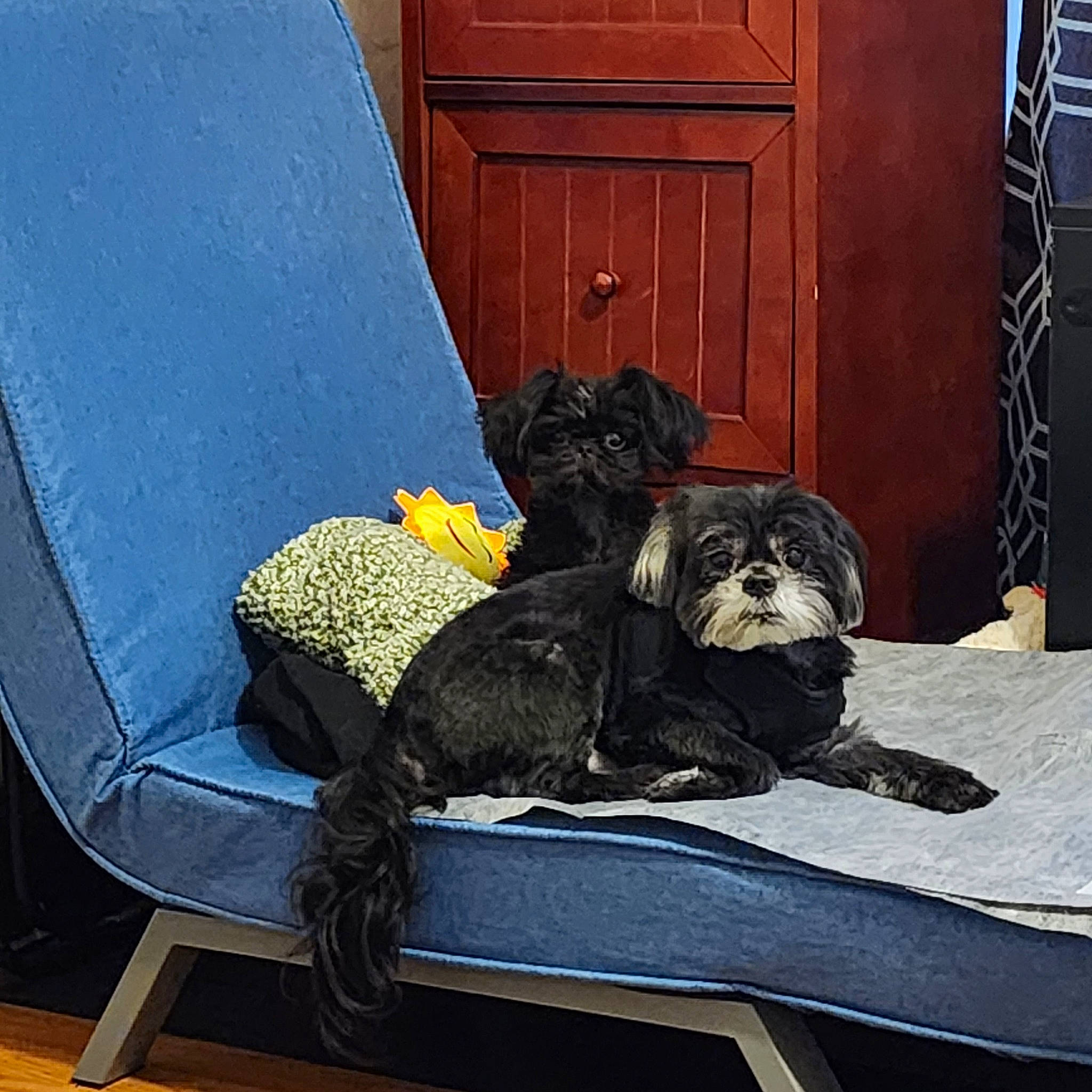 Gizmo joined the competition — help win amazing prizes! canidae, carnivore, comfort, companion_dog, couch, dog, dog_breed, door, door_handle, fawn, felidae, home_door, linens, room, schnauzer, sitting, snout, sporting_group, tints_and_shades, toy_dog