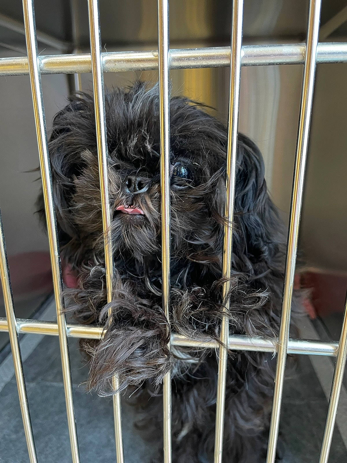 Gizmo joined the competition — help win amazing prizes! animal_shelter, cage, canidae, carnivore, companion_dog, dog, dog_breed, fence, fur, liver, metal, pet_supply, small_terrier, snout, sporting_group, tail, terrestrial_animal, terrier, water_dog