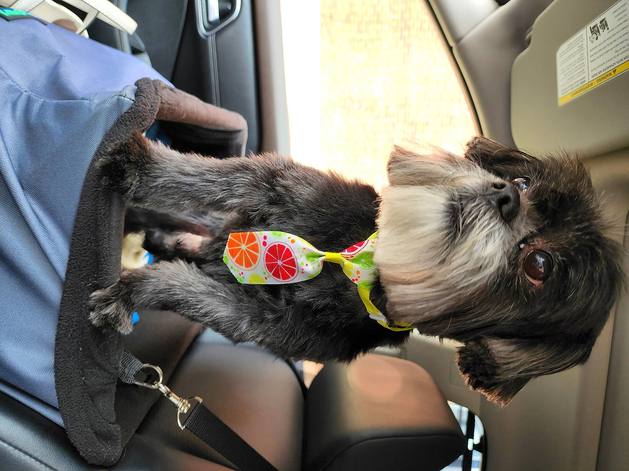 Guinness joined the competition — help win amazing prizes! auto_part, car, car_seat, car_seat_cover, carnivore, collar, companion_dog, dog, dog_breed, dog_collar, eyewear, family_car, fashion_accessory, fur, human_leg, leash, seat_belt, sunglasses, thigh, vehicle_door