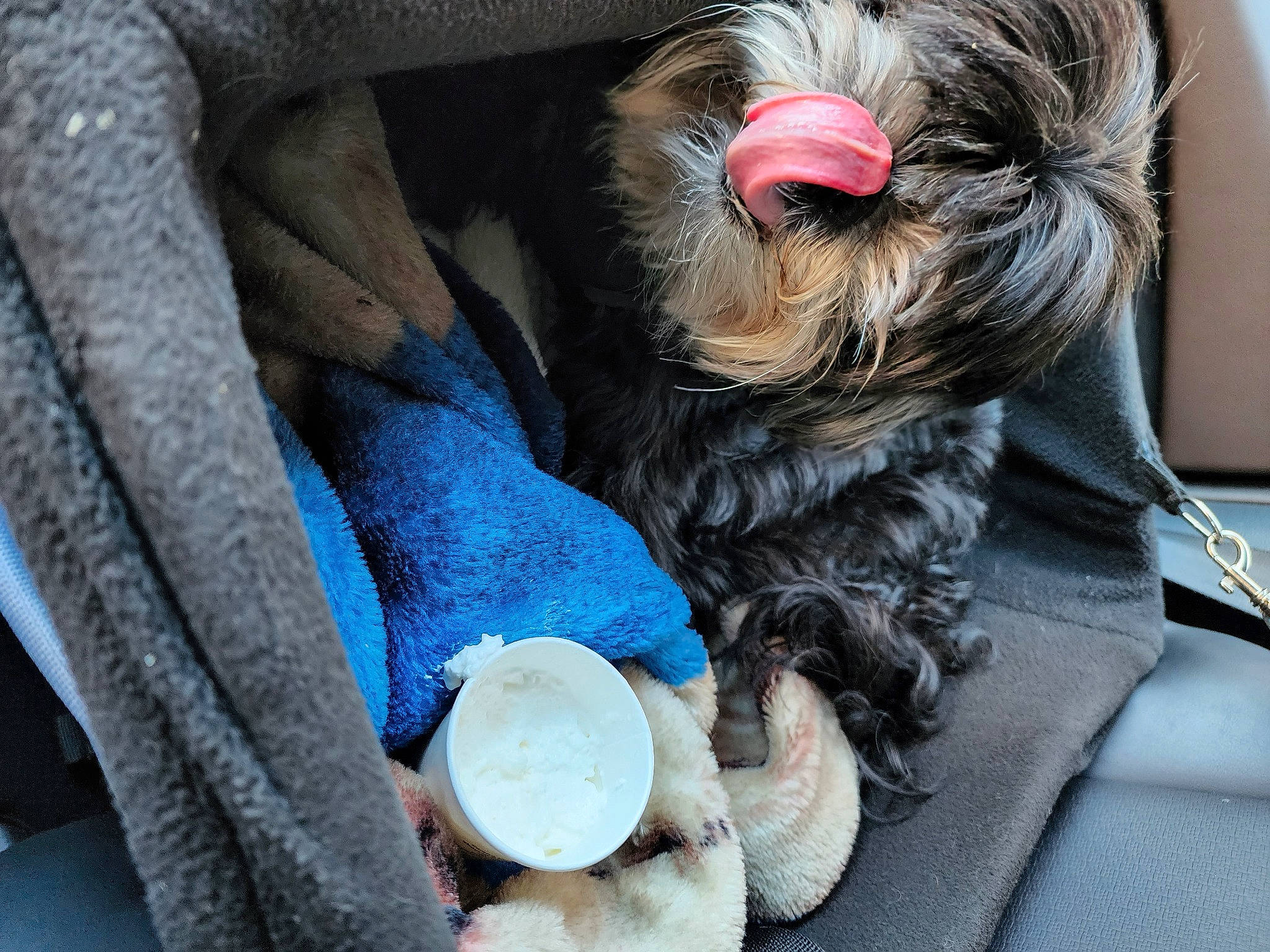 Guinness is registered to the contest to win money with this photo: canidae, car_seat, carnivore, comfort, companion_dog, dog, dog_breed, dog_supply, fungus, fur, liver, non_sporting_group, schnauzer, serveware, small_terrier, snout, sporting_group, terrier, toy_dog, working_animal