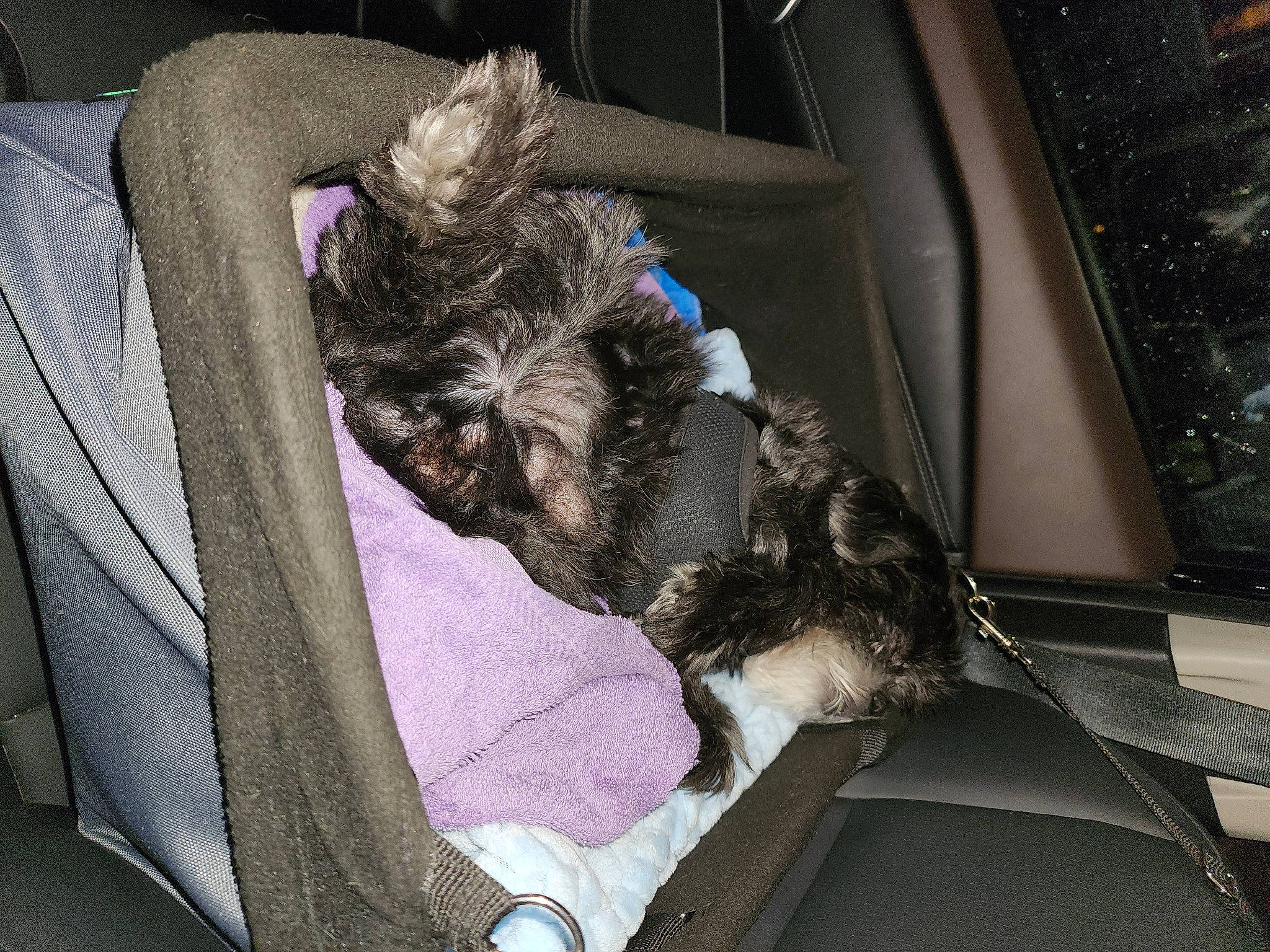 Guinness joined the competition — help win amazing prizes! auto_part, car_seat, car_seat_cover, carnivore, comfort, companion_dog, dog, dog_breed, dog_collar, dog_supply, family_car, felidae, fur, linens, motor_vehicle, seat_belt, sporting_group, vehicle, vehicle_door, windshield