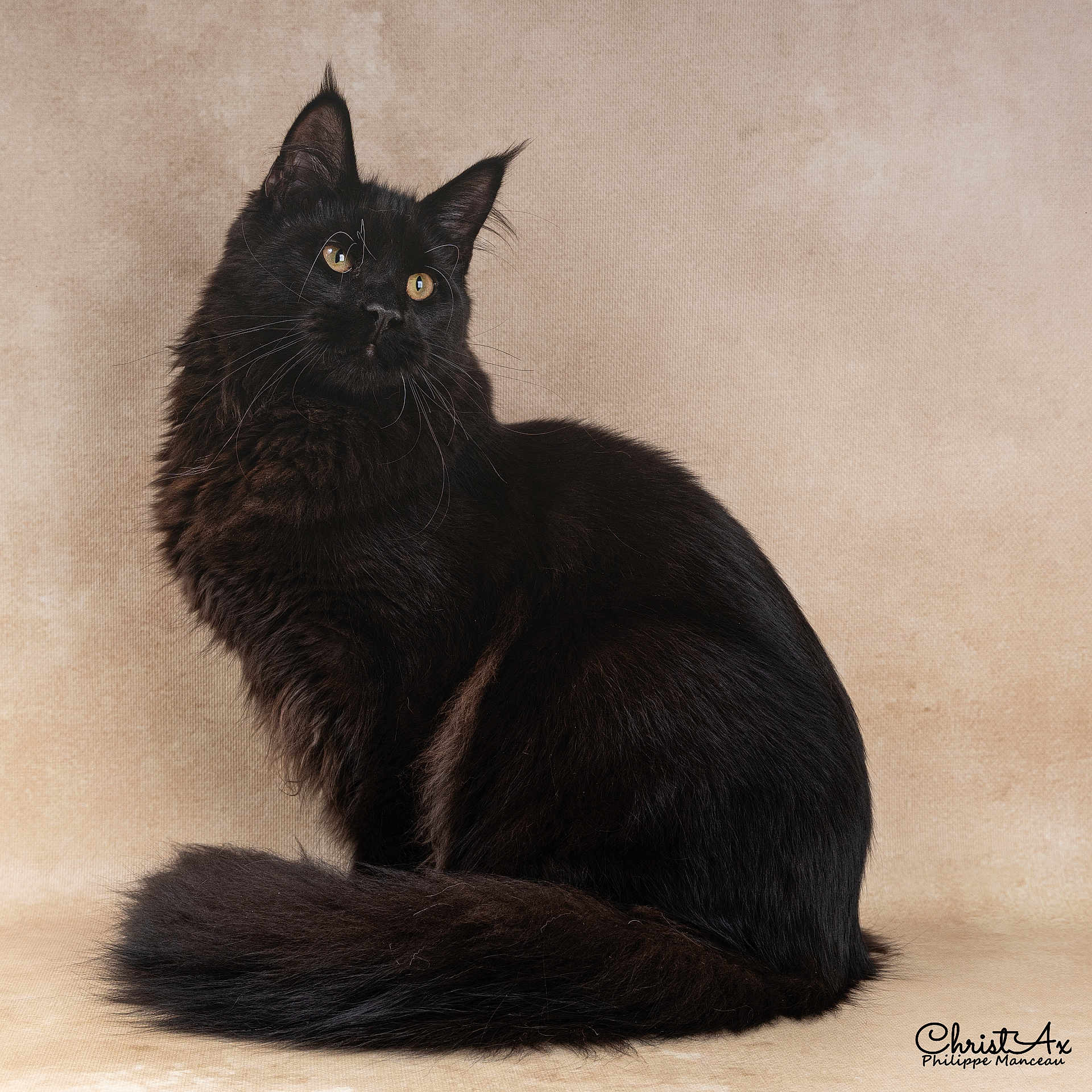 Zorro a rejoint le concours — aidez-le/la à gagner de superbes lots ! animal, black_cat, cat, curious_eyes, cute, domestic_cat, feline, fluffy_tail, furry, indoor, long_fur, maine_coon, majestic, pet, portrait, sitting, soft_background, studio_photo, tufted_ears, whiskers