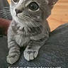 adorable, animal, cat, companion, cute, domestic_animal, feline, floor, fur, gray_tabby, human_lap, indoor, kitten, looking_up, pet, small_paws, whiskers, wide_eyes, wood_floor, young_cat