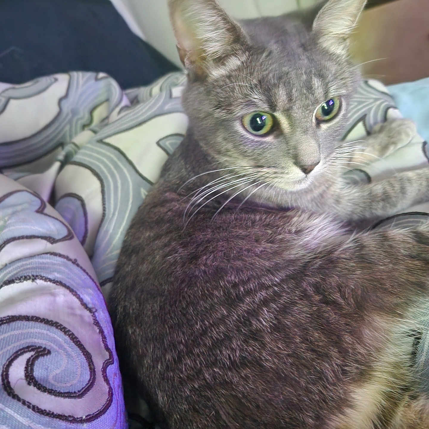 Leonidas joined the competition — help win amazing prizes! cat, gray_cat, tabby, pet, animal, feline, whiskers, ears, eyes, bed, blanket, pattern, indoor, resting, fur, closeup, cute, domestic_animal, soft, relaxed
