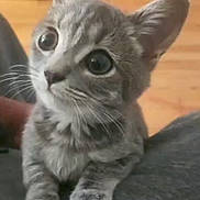 Leonidas joined the competition — help win amazing prizes! animal, cat, closeup, curious, cute, domestic, ears, floor, fur, gray_tabby, indoor, kitten, lap, looking_up, mammal, paws, pet, sitting, whiskers, young