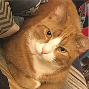 Monty is registered to the contest to win money with this photo: carnivore, cat, comfort, domestic_short_haired_cat, ear, fawn, felidae, fur, paw, pleased, small_to_medium_sized_cats, tail, whiskers, wood