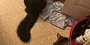 Miss Lady joined the competition — help win amazing prizes! cat, black_cat, tabby_cat, floor, food_bowl, cat_food, bag, red_bucket, door_frame, cloth, indoor, pet, animal, fur, tail, curious, kitchen, tile_floor, domestic, feeding