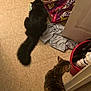 cat, black_cat, tabby_cat, floor, food_bowl, cat_food, bag, red_bucket, door_frame, cloth, indoor, pet, animal, fur, tail, curious, kitchen, tile_floor, domestic, feeding