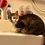 Miss Lady joined the competition — help win amazing prizes! cat, calico_cat, bathtub, bathroom, shampoo_bottle, bath_pouf, curious, pet, animal, indoor, feline, fur, whiskers, ears, tail, cleaning_products, white_surface, sitting, looking, domestic