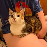 Miss Lady joined the competition — help win amazing prizes! cat, tabby, pet, animal, indoor, person, tattoo, lap, sitting, curious, whiskers, feline, short_hair, human_arm, casual_clothing, blue_shirt, orange_patch, white_fur, closeup, floor