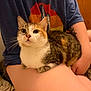cat, tabby, pet, animal, indoor, person, tattoo, lap, sitting, curious, whiskers, feline, short_hair, human_arm, casual_clothing, blue_shirt, orange_patch, white_fur, closeup, floor