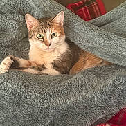 Miss Lady joined the competition — help win amazing prizes! animal, blanket, cat, comfort, cozy, curious, cute, ears, feline, fur, home, indoor, paws, pet, relaxed, resting, sleepy, soft_texture, warm, whiskers