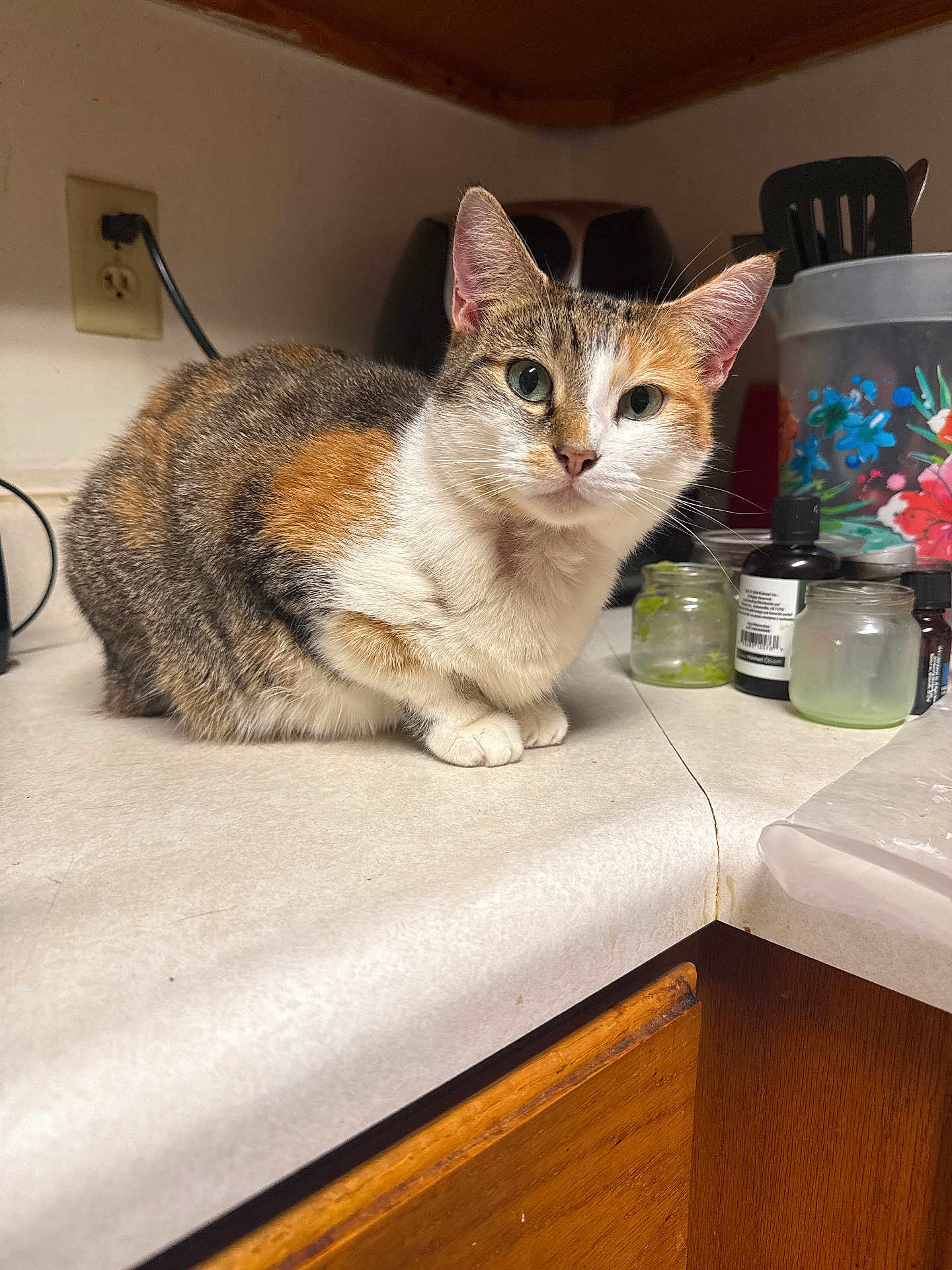 Miss Lady is registered to the contest to win money with this photo: cat, calico_cat, kitchen, countertop, domestic_cat, pet, curious, indoor, feline, animal, whiskers, ears, fur, tabletop, jars, utensils, appliance, closeup, looking, domestic