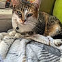 Miss Lady is registered to the contest to win money with this photo: cat, tabby, pet, indoor, blanket, fur, whiskers, collar, bell, resting, green_eyes, closeup, window_light, feline, cozy, soft_texture, household, domestic, relaxed, animal