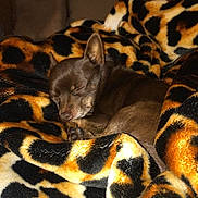 Nalou a rejoint le concours — aidez-le/la à gagner de superbes lots ! bengal, carnivoran, cat, cat_like_mammal, fauna, fur, mammal, small_to_medium_sized_cats, snout, whiskers, wildlife