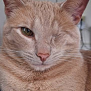 Winnie joined the competition — help win amazing prizes! cat, close_up, one_eye_closed, whiskers, fur, pet, indoor, cute, animal, mammal, face, portrait, feline, soft_texture, relaxed, domestic_cat, brown_fur, friendly, winking, cozy