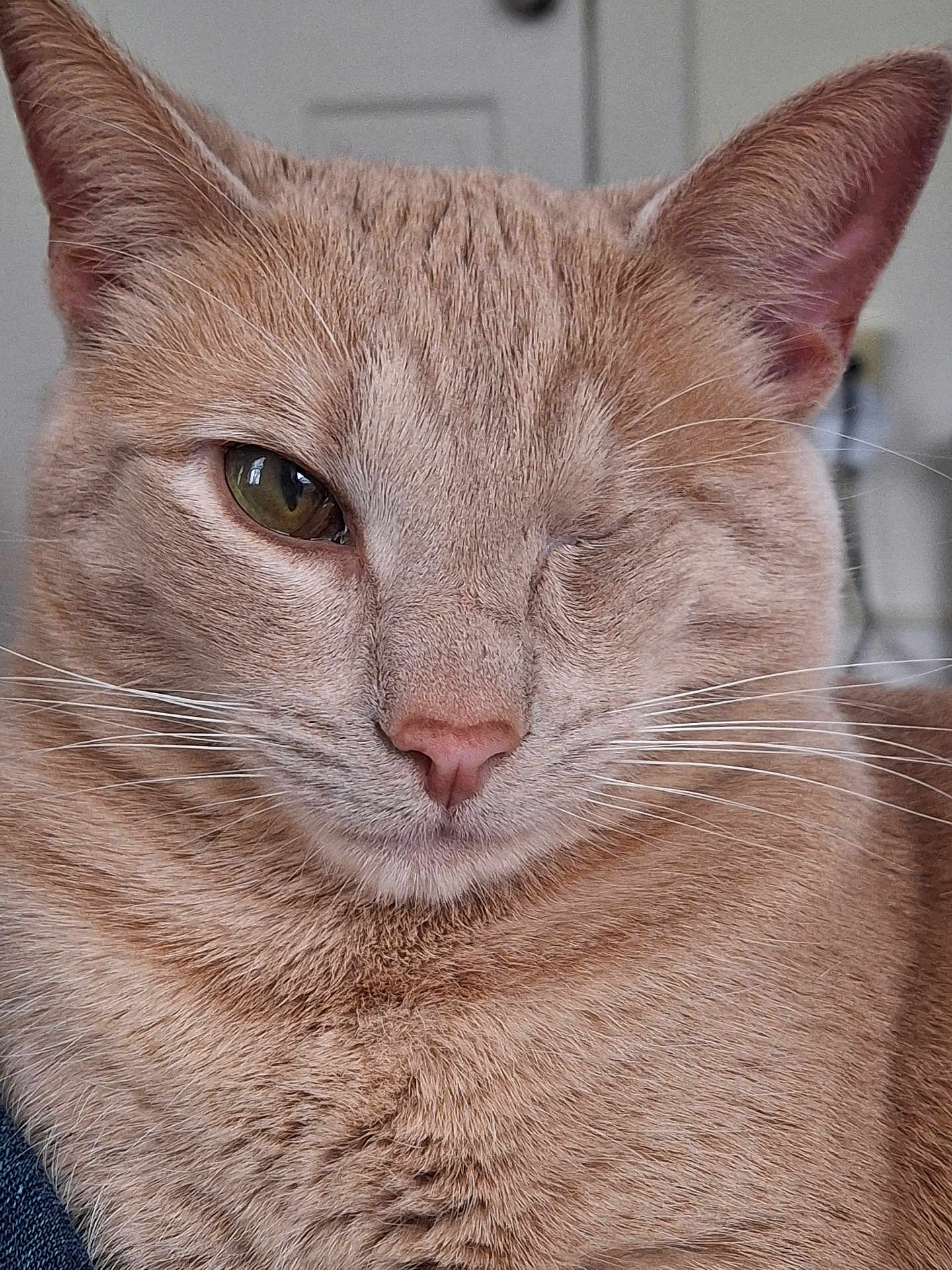 Winnie joined the competition — help win amazing prizes! cat, close_up, one_eye_closed, whiskers, fur, pet, indoor, cute, animal, mammal, face, portrait, feline, soft_texture, relaxed, domestic_cat, brown_fur, friendly, winking, cozy