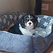 Apollon a rejoint le concours — aidez-le/la à gagner de superbes lots ! puppy, dog, pet, bed, indoor, cozy, tricolor, curious, animal, furniture, carpet, resting, young, cute, domestic, star_pattern, box, calm, fur, companion