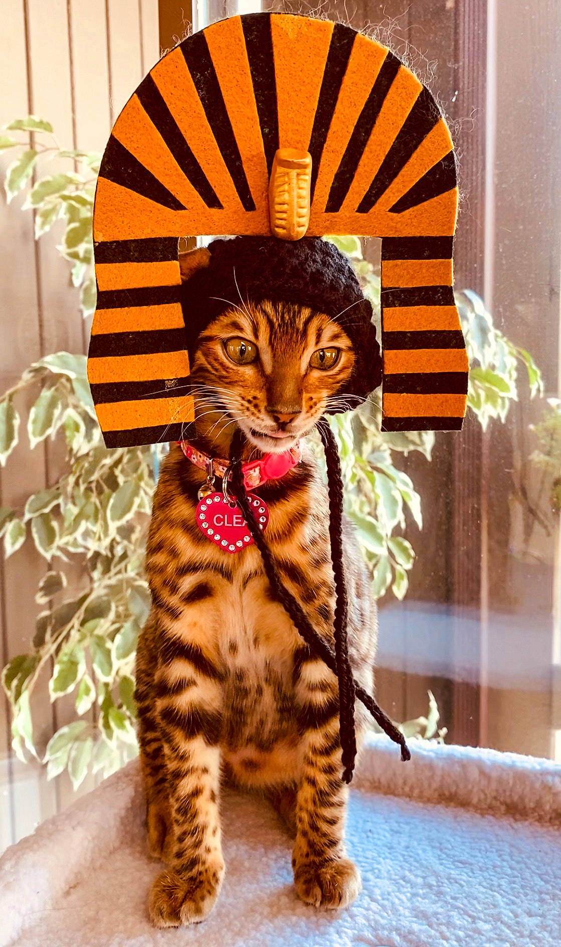 Clea joined the competition — help win amazing prizes! carnivore, cat, felidae, fur, mammal, orange, organism, small_to_medium_sized_cats, snout, tabby_cat, tail, terrestrial_animal, toe, vertebrate, whiskers