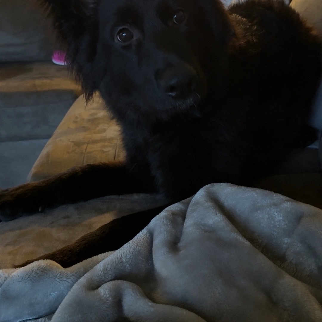 Roxy is registered to the contest to win money with this photo: animal, architecture, bed, bedroom, blanket, building, canine, cat, cockerspaniel, couch, cushion, dog, furniture, germanshepherd, homedecor, indoors, livingroom, pet, puppy, room