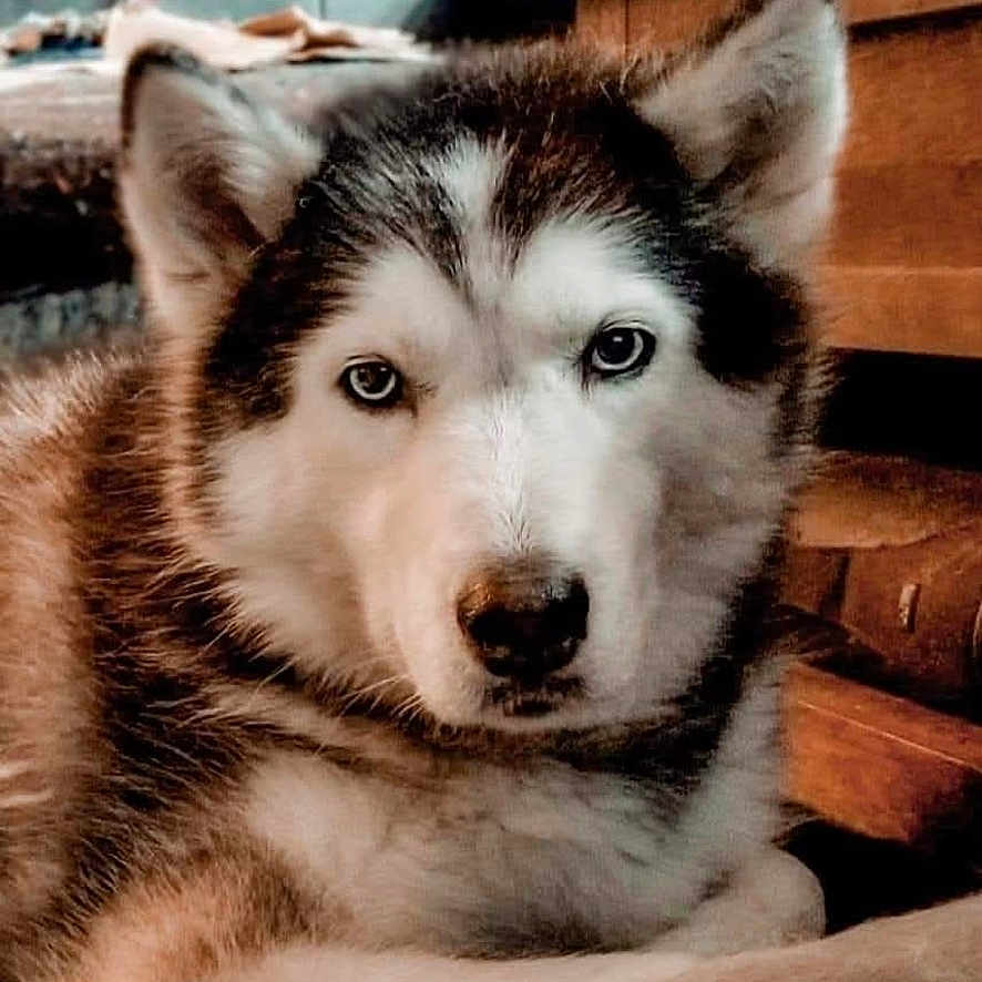 Luna