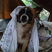 Mia is registered to the contest to win money with this photo: dog, small_dog, bandana, paisley, hood, brown_fur, white_fur, eyes, ears, nose, bed, blanket, pillow, indoor, portrait, cozy, looking_at_camera, paw, pattern, fabric