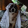 dog, small_dog, bandana, paisley, hood, brown_fur, white_fur, eyes, ears, nose, bed, blanket, pillow, indoor, portrait, cozy, looking_at_camera, paw, pattern, fabric