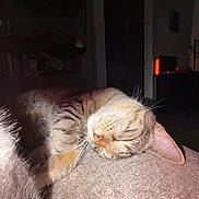 Javier joined the competition — help win amazing prizes! blanket, cat, close_up, cozy, domestic_cat, ear, fur, furniture, home, indoor, lamp, nighttime, nose, paw, pet, portrait, resting, sleeping, tabby, whiskers