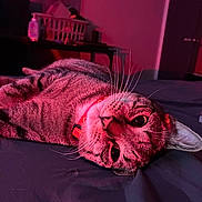 Javier is registered to the contest to win money with this photo: cat, tabby_cat, feline, pet, whiskers, collar, red_lighting, striped_fur, close_up, portrait, lying_down, bed, blanket, indoor, night, relaxed, eyes, ears, basket, bottle