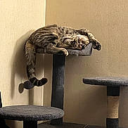 Joy is registered to the contest to win money with this photo: animal, cat, cat_tree, comfortable, cozy, cute, feline, furniture, home, indoor, napping, paws, peaceful, pet, relaxing, resting, sleeping, soft, tabby, tail