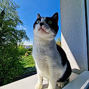 Niño participe au concours pour gagner de l'argent avec cette photo : cat, black_and_white, windowsill, outdoor, green_eyes, curious, sky, tree, sunlight, shadow, building, nature, pet, feline, whiskers, animal, daylight, portrait, close_up, window