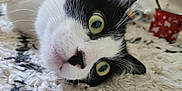Niño participe au concours pour gagner de l'argent avec cette photo : cat, black_and_white, close_up, curious, lying_down, green_eyes, whiskers, fur, pet, indoor, carpet, texture, animal, face, cute, relaxed, home, focus, portrait, cute_pet