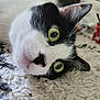 cat, black_and_white, close_up, curious, lying_down, green_eyes, whiskers, fur, pet, indoor, carpet, texture, animal, face, cute, relaxed, home, focus, portrait, cute_pet