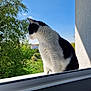 Niño a rejoint le concours — aidez-le/la à gagner de superbes lots ! cat, black_and_white, windowsill, outdoor, nature, greenery, tree, sunlight, daylight, animal, feline, pet, fur, looking_away, blue_sky, building_wall, quiet, peaceful, curious, side_view