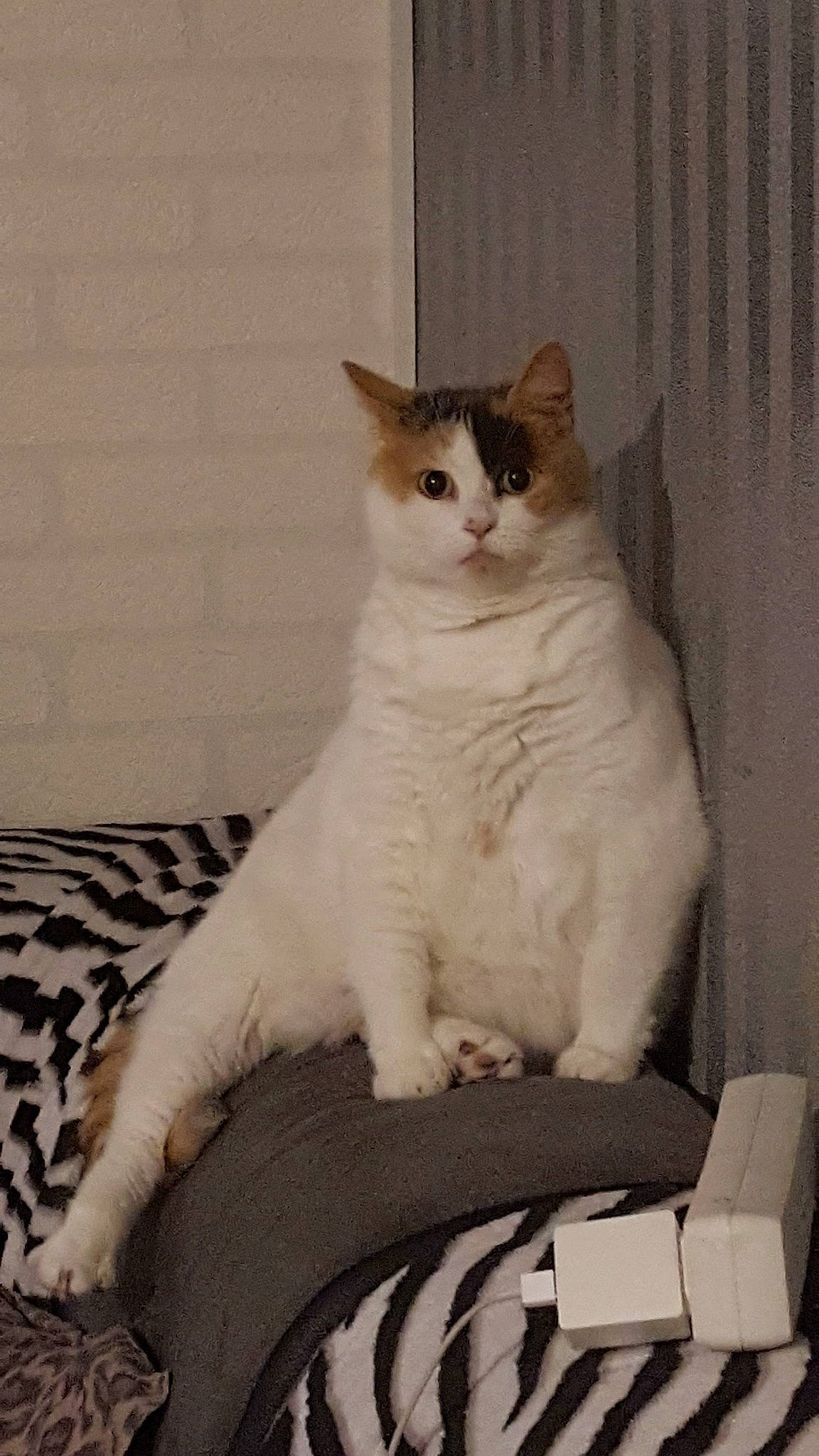 Fifille participe au concours pour gagner de l'argent avec cette photo : carnivore, cat, comfort, felidae, foot, fur, small_to_medium_sized_cats, snout, tail, toe, vertebrate, whiskers