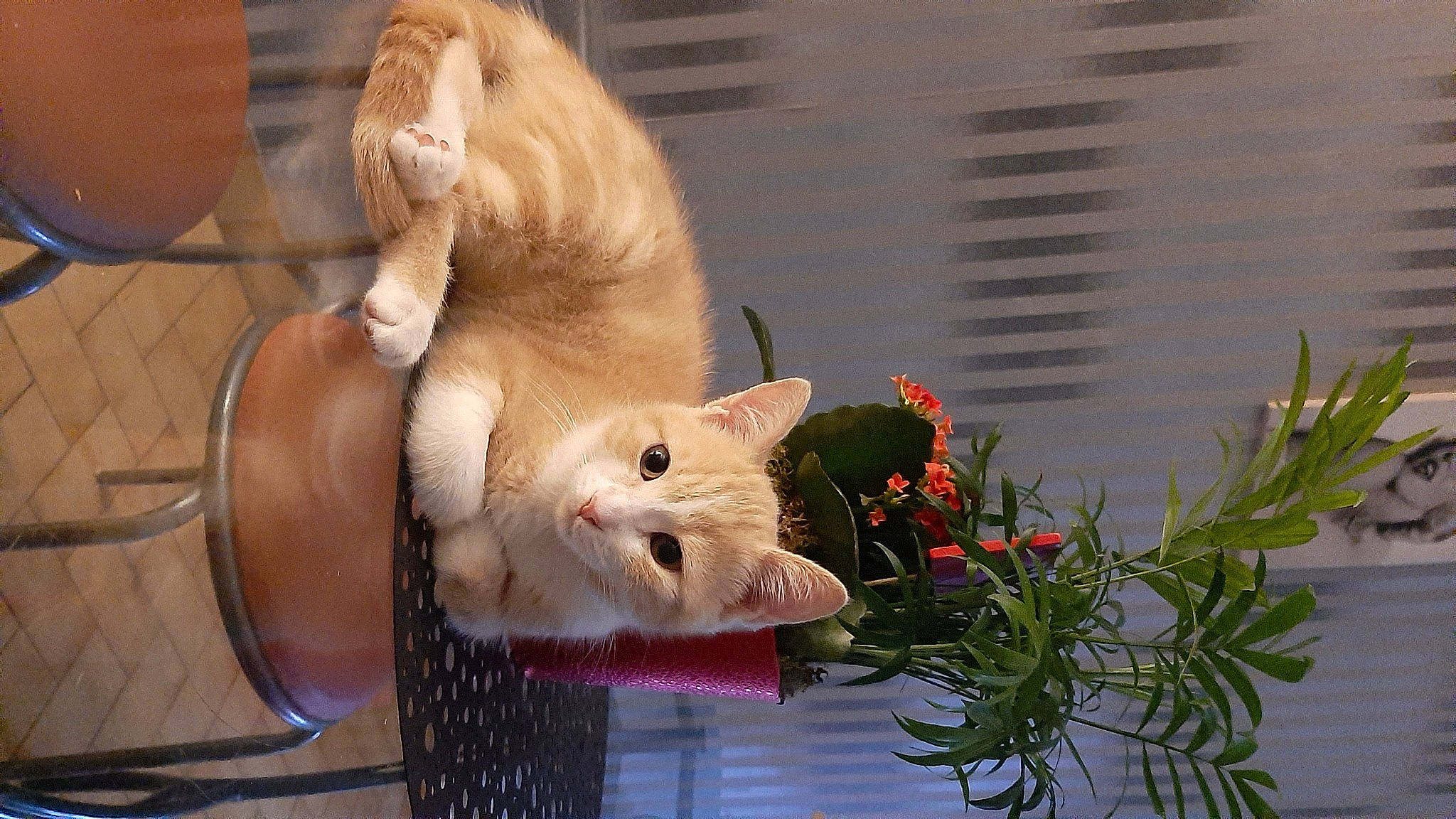 Raven a rejoint le concours — aidez-le/la à gagner de superbes lots ! carnivore, cat, cat_supply, claw, domestic_short_haired_cat, fawn, felidae, flowerpot, fur, kitchen_utensil, paw, pet_supply, small_to_medium_sized_cats, snout, tail, vertebrate, whiskers