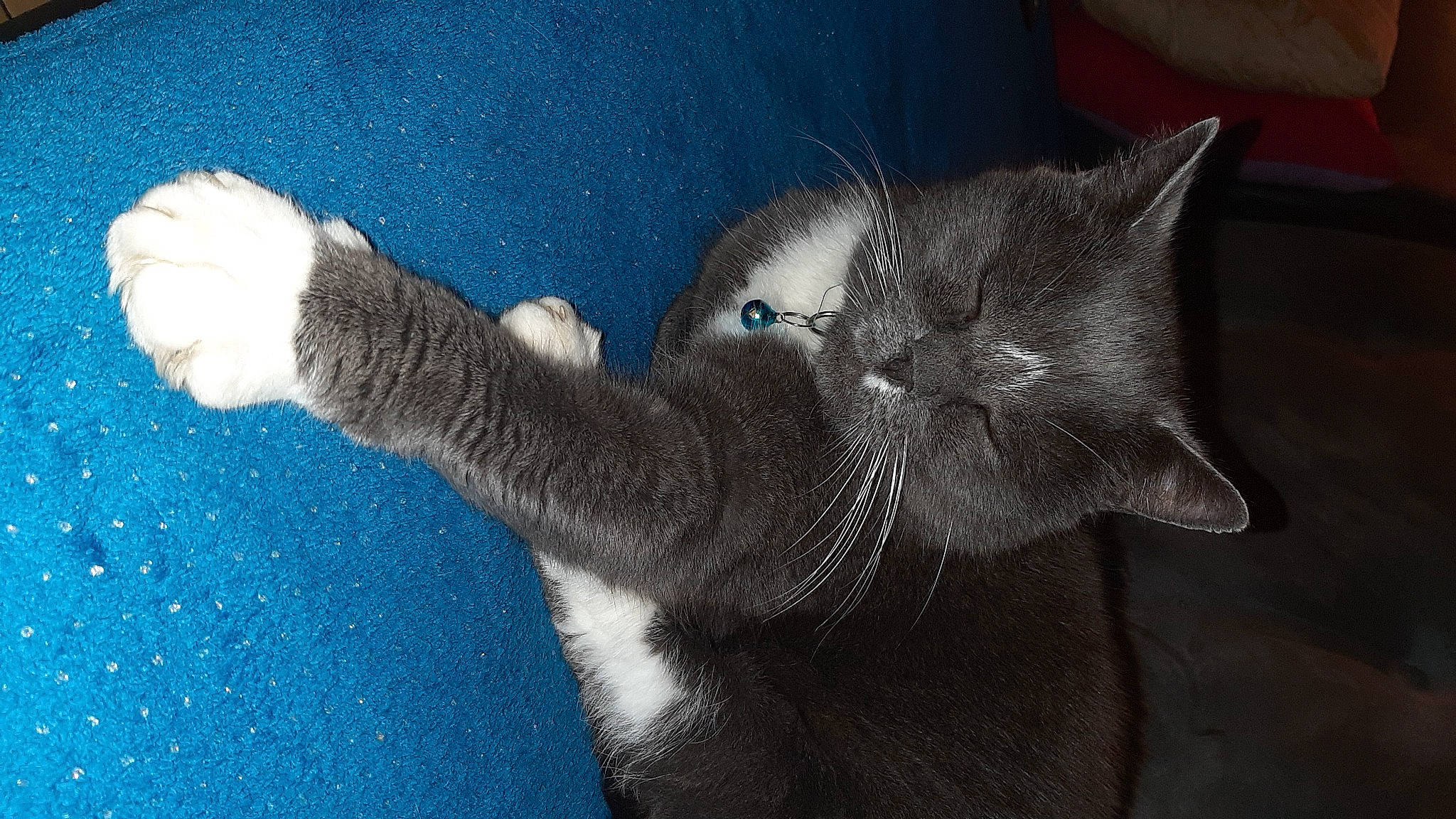 Kenzo a rejoint le concours — aidez-le/la à gagner de superbes lots ! carnivore, cat, domestic_short_haired_cat, felidae, fur, paw, small_to_medium_sized_cats, snout, whiskers