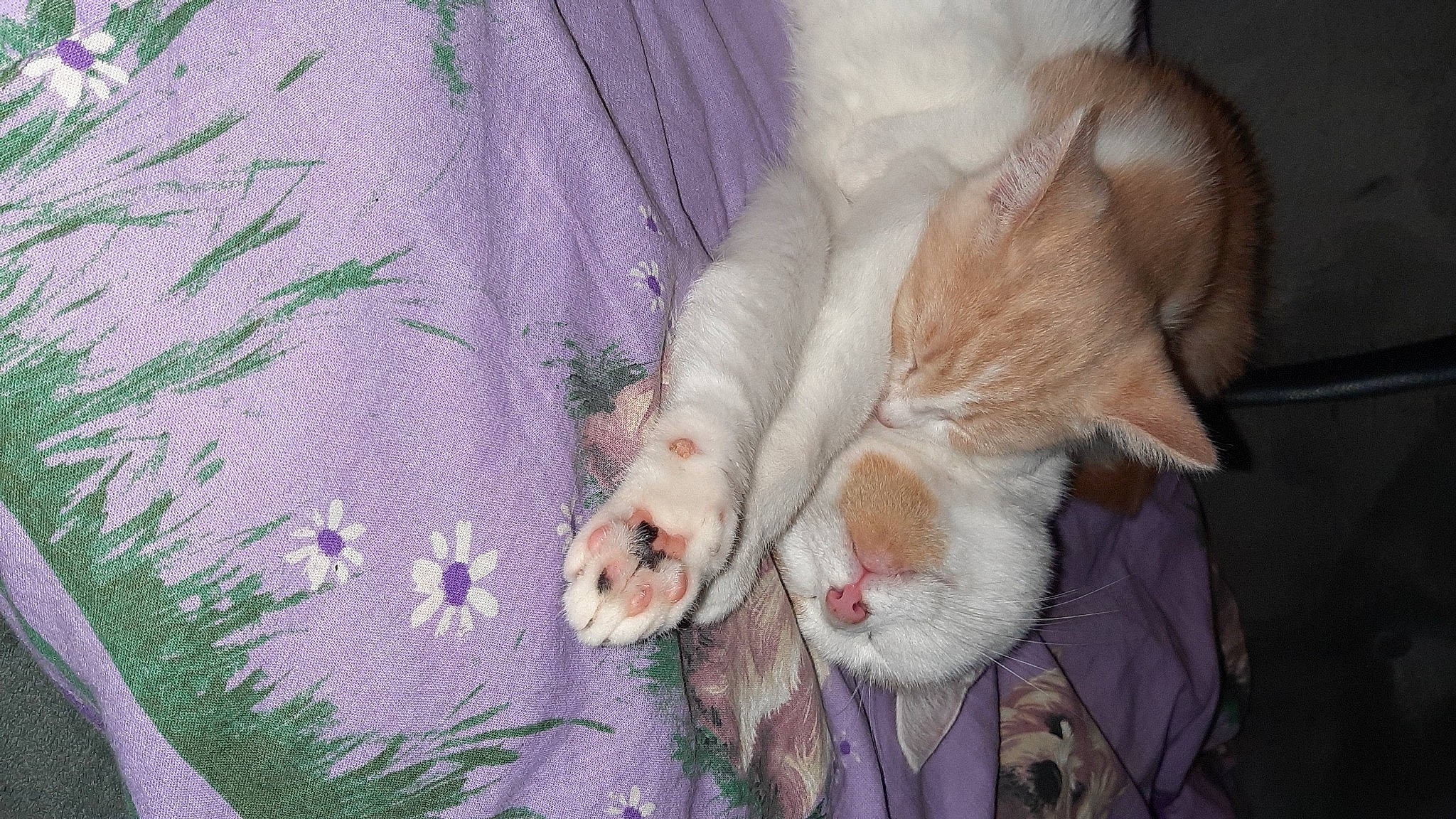 Zombie Et Raven participe au concours pour gagner de l'argent avec cette photo : carnivore, cat, felidae, fur, lavender, linens, nap, paw, purple, sleep, small_to_medium_sized_cats, textile, violet, whiskers, woven_fabric