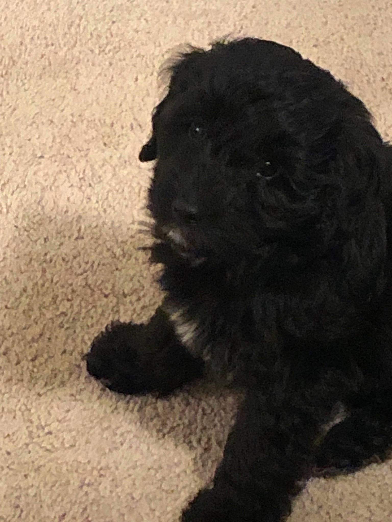 Bash joined the competition — help win amazing prizes! barbet, canidae, cao_da_serra_de_aires, carnivore, cavapoo, cockapoo, companion_dog, dog, dog_breed, goldendoodle, labradoodle, mammal, poodle_crossbreed, portuguese_water_dog, puppy, rare_breed_dog, schnoodle, sporting_group, toy_poodle, vertebrate