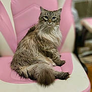 Maybelle joined the competition — help win amazing prizes! cat, fluffy, long_hair, pink_chair, white_chair, indoor, pet, animal, feline, sitting, fur, tail, portrait, cute, domestic, relaxed, looking_at_camera, cozy, soft_texture, chair