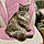Maybelle